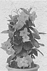 Mandevilla%20x%20amabilis%20%27Gendipsa%27