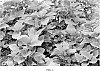 Solenostemon%20scutellarioides%20%27UF0646%27