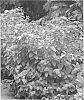 Spiraea%20fritschiana%20x%20Spiraea%20japonica%20%27Tracy%27