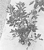 Clethra%20alnifolia%20%27Caleb%27