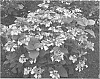 Hydrangea%20macrophylla%20%27Shugert%27