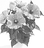 Hibiscus%20rosa-sinensis%20%27Adonis%27