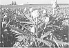 Cynara%20cardunculus%20%27PS-MSC0204%27