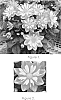 Dahlia%20hybrid%20%27Golia%20Dbbro%27