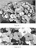 Petunia%20hybrida%20%27Pic%20Rossa%27