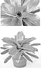 Neoregelia%20carolinae%20x%20Neoregelia%20princeps%20%27Autumn%20Rain%27