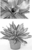 Neoregelia%20hybrid%20%27Cookie%27