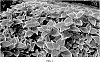 Solenostemon%20scutellarioides%20%27UF06419%27