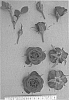 Rosa%20hybrida%20%27PACfive%27