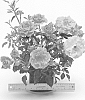 Rosa%20hybrida%20%27WEKmongros%27