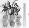 Prunus%20persica%20%27UF%20ONE%27