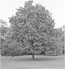 Ulmus%20parvifolia%20%27MON1%27