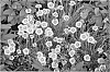 Dianthus%20gratianopolitanus%20%27Bedazzled%27