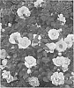Rosa%20hybrida%20%27Scrivjean%27