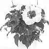 Hibiscus%20rosa-sinensis%20%27Boreas%27