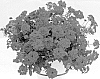 Verbena%20tenera%20%27Wesverevoo%27