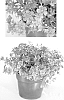 Phlox%20hybrida%20%27USPLX50304%27