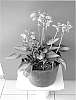 Hosta%20hybrid%20%27Justine%27