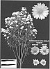 Aster%20hybrida%20%27ESM%20A002%27