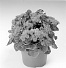 Ageratum%20houstonanium%20%27Agros%27