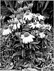 Echinacea%20purpurea%20%27Polar%20Breeze%27