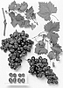 GRAPEVINE%20PLANT%20NAMED%20%2746%20D-2%27