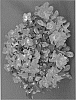 Rhododendron%20hybrida%20%27Arismajesty%27