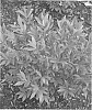 Euonymus%20alata%20%27Hayman%27