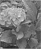 Hydrangea%20macrophylla%20%27HorOrb%27