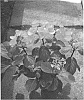 Hydrangea%20macrophylla%20%27HorAbstra%27