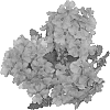 Verbena%20hybrida%20%27Duemplavbu%27