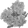 Verbena%20hybrida%20%27Duemplavbu%27