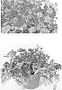 Verbena%20hybrida%20%27AKIV5-4%27