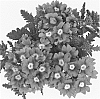 Verbena%20hybrida%20%27Duempburcha%27