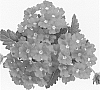 Verbena%20hybrida%20%27Duemphopich%27