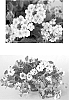 Verbena%20hybrida%20%27AKIV344-01%27