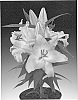 Lilium%20L.%20%27Sunny%20Borneo%27