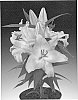 Lilium%20L.%20%27Sunny%20Borneo%27