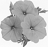 Petunia%20x%20hybrida%20%27Duesurhopi%27