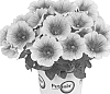 Petunia%20x%20hybrida%20%27Duepotcapu%27