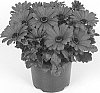 Osteospermum%20ecklonis%20%27Duetikard%27