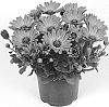 Osteospermum%20ecklonis%20%27Duetiroypu%27