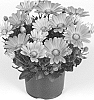 Osteospermum%20ecklonis%20%27Duetisopi%27
