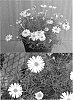 Brachyscome%20multifida%20%27Bonbraho%27