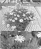 Brachyscome%20multifida%20%27Bonbrama%27