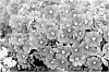 Calibrachoa%20sp.%20%27Wescain%27