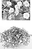 Calibrachoa%20sp.%20%27USCAL53002%27