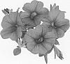 Calibrachoa%20sp.%20%27DUEALNEON09%27
