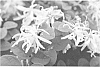 LOROPETALUM%20CHINENSE%20PLANT%20NAMED%20%27SHANG-WHITE%27