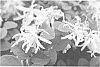 LOROPETALUM%20CHINENSE%20PLANT%20NAMED%20%27SHANG-WHITE%27